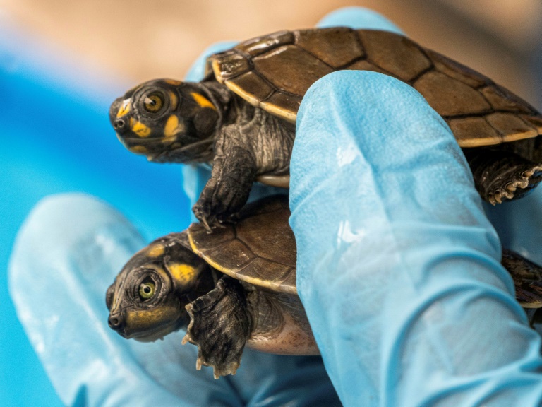 Among the reptiles were baby Arrau turtles -- the largest river turtle in South America -- and the yellow-spotted river turtle, which were found in small transparent plastic containers inside cardboard boxes