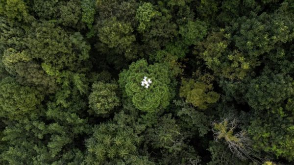 Drones are part of an increasingly sophisticated arsenal used by scientists to understand forests and their role in the battle against climate change