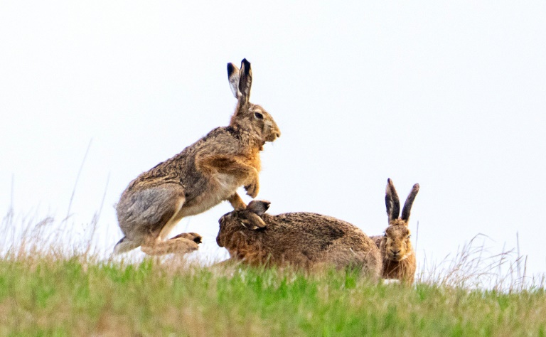 With an annual seven litters of an average five offspring for each, and sexual maturuity from just 3-4 months, rabbit numbers spread quickly