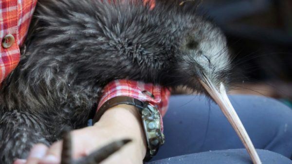 Kiwis are under threat in New Zealand, where dogs are the among the main predators of the native flightless birds in the wild