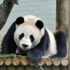 Yang Guang, a male giant panda, has been at Edinburgh Zoo since 2011