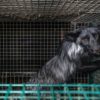 A fox in a cage in July 2022 in Finland, Europe's leading fur farming nation