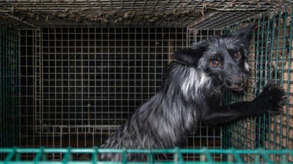 A fox in a cage in July 2022 in Finland, Europe's leading fur farming nation