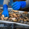 A health scare has caused falling oyster sales in France