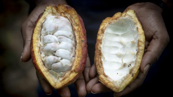 Along with gold and oil, the cocoa industry is a mainstay of Ghana's economy and foreign currency earnings