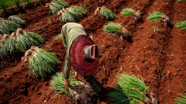 Formerly the breadbasket of Cuba, the province of Artemisa is among those to have seen a rapid production decline as farmers lack even the most rudimentary of supplies