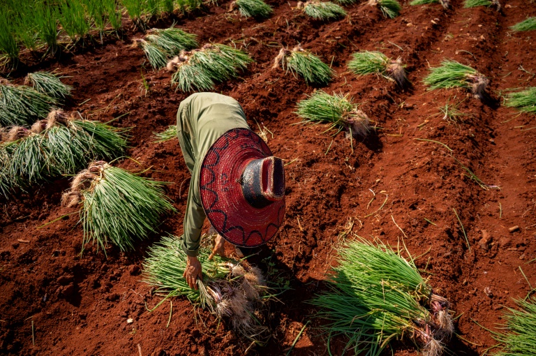 Formerly the breadbasket of Cuba, the province of Artemisa is among those to have seen a rapid production decline as farmers lack even the most rudimentary of supplies