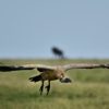 A critically endangered Ruppell's Vulture in Kenya's Maasai Mara