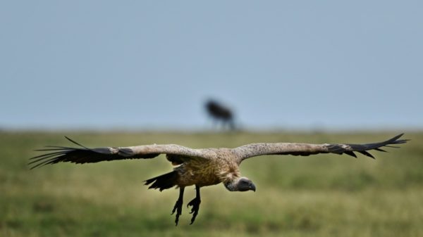 A critically endangered Ruppell's Vulture in Kenya's Maasai Mara